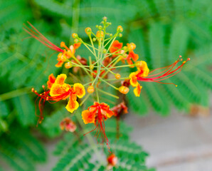 Vibrant Sunset Clours