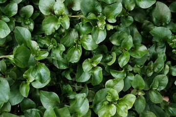 Top view green leaves background