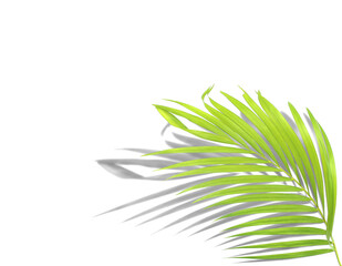 Green leaf of palm tree with shadow isolated on white background