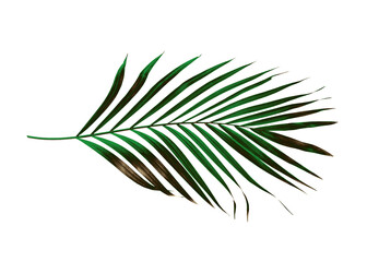 Green leaf of palm tree isolated on white background