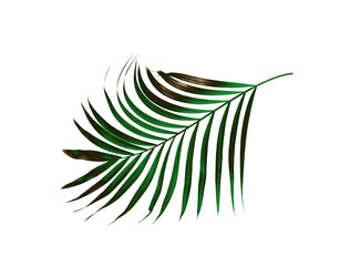 Fototapeta premium Green leaf of palm tree isolated on white background