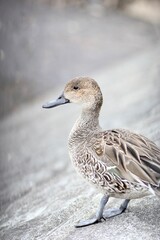 オナガガモ