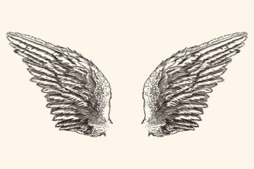 Two spread wings of an angel made of feathers isolated on a beige background.