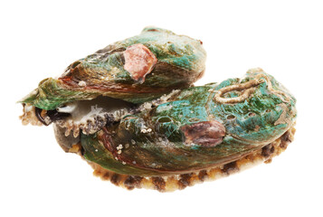 Raw abalones on the white background 