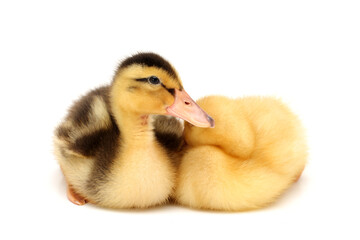 two ducklings isolated on white background