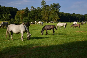 Obraz na płótnie Canvas Pastures and paddocks for horses of the National Stud at Kladruby nad Labem