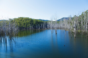 B&auml;ume im See stehend in Australien