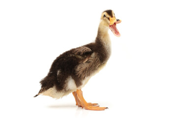 baby duck isolated on white