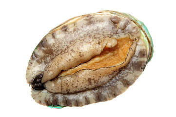 Raw abalones on the white background 