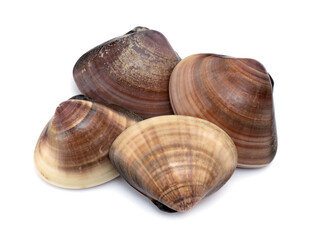 生のハマグリ