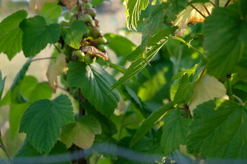 FU 2021-06-16 Natur 66 An der Johannisbeerpflanze wachsen kleine grüne Früchte