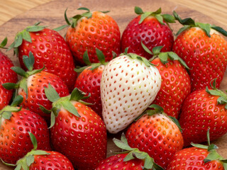 イチゴ　やよいひめとミルキーベリー　