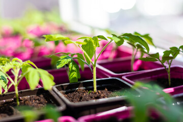 Tomato seedlings in the spring. Seedlings of tomatoes grown for the garden