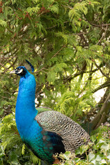 Obraz premium Peacock in a hedge
