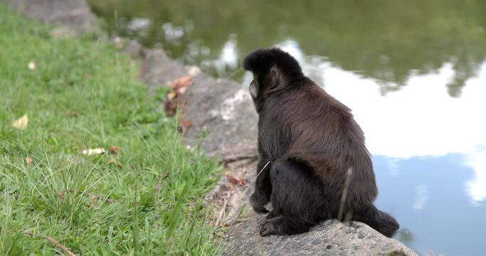 Monkey hanging in park by water in brazil - wild animals