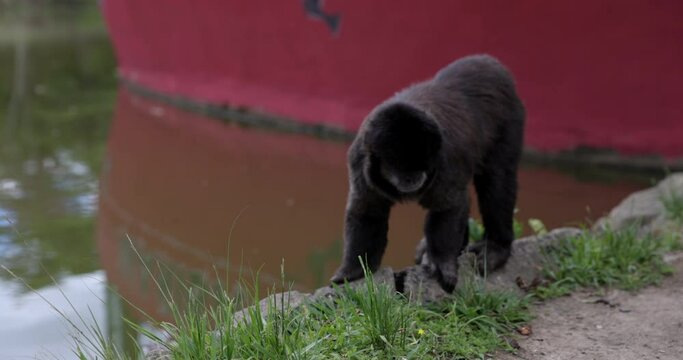Monkey near dock in brasil walks towards camera