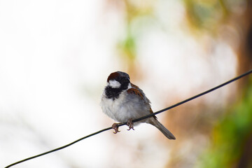 House Sparrow a small bird in garden.