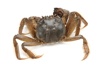 Crab on white background