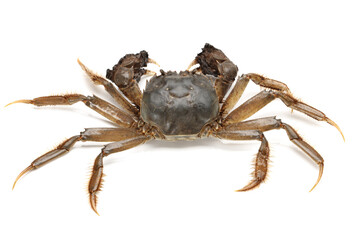 Crab on white background