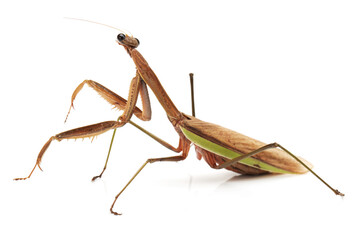 praying mantis isolated on white