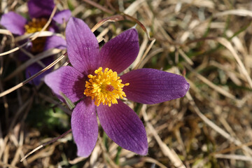 Beautiful purple fluffy flower Oriental Pulsatilla patens pasqueflower