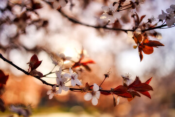 Beautiful branch of a blossoming flowers against sunset sky, warm sunlight, blurred forest landscape. Spring nature background, romantic floral plants, bokeh colors and light. Pastel colorful garden