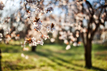 Abstract soft focus sunset blooming cherry landscape spring flowers and warm golden hour sunset...