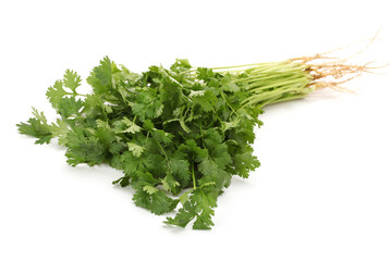 bunch of fresh cilantro isolated on white