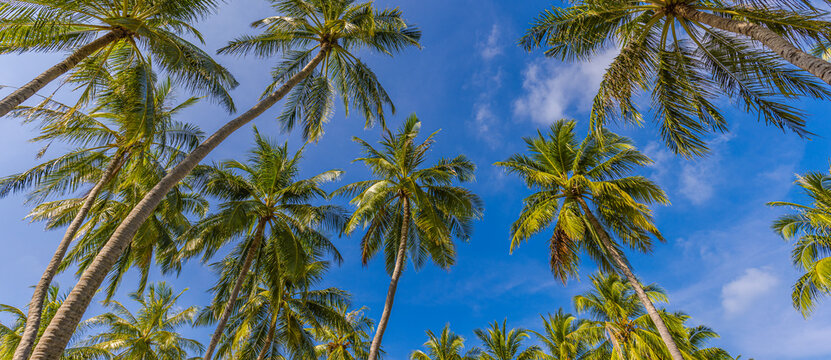 Tropical paradise design banner background. Coconut palm tree silhouettes at bright sunny day. Panoramic landscape view. Vivid boost colors effect. Exotic forest nature, green leaves on blue sky view