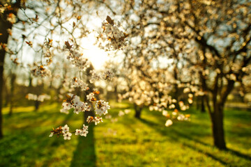 Abstract soft focus sunset blooming cherry landscape spring flowers and warm golden hour sunset...