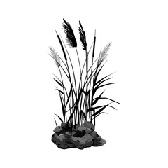 Vector illustration.Black silhouette of reeds, sedge, stone,cane, bulrush, or grass on a white background.