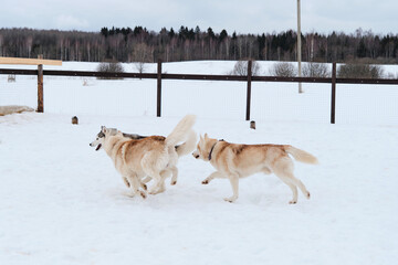 Plakat Charming active dogs on walk have fun and play together. Three Siberian red and gray huskies run through white snow in aviary against background of forest.
