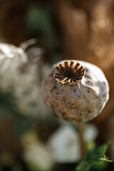 elegant wedding decorations made of natural flowers