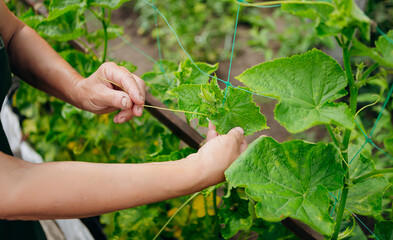 Female gardener grows cucumbers. The concept of gardening, farming and cucumber growing. Close up