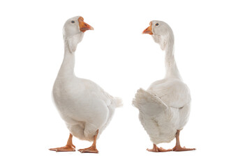  two female geese isolated on white background