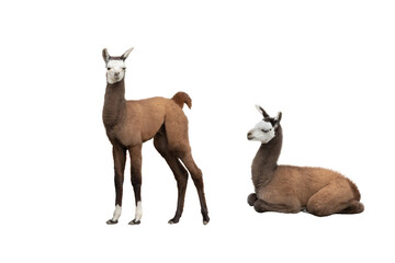 two little llama isolated on white background