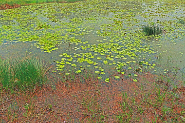 The lotus in the pond