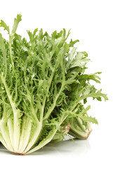 Escarole Endive on a white background
