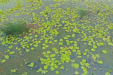 The lotus in the pond