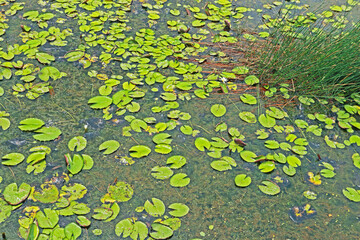 The lotus in the pond