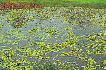 The lotus in the pond