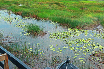 The lotus in the pond