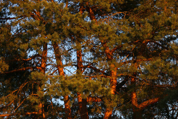 Sunset in pine forest nature background. Dark background of pine forest.Last sun in forest nature. Sun rays through pine forest nature. Pine forest sunset light. Nature. Forest. Sunset. Dusk.
