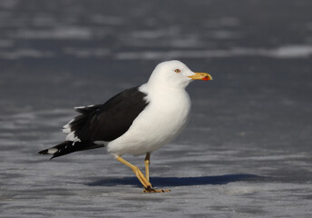 Lesser black-backed gull