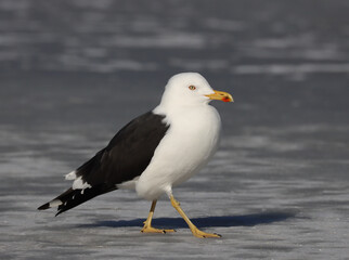 Lesser black-backed gull