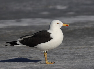 Lesser black-backed gull