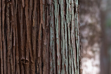 Fototapeta premium 杉の木の皮