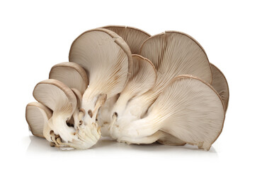 oyster mushroom on white background