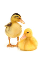 Duckling on white background 