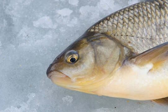 ide fish on ice